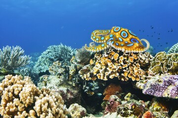 Fototapeta premium A blue-ringed octopus camouflaged among coral reefs in the Great Barrier Reef, tentacles poised for prey