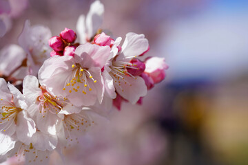 足柄の春を彩る春めき桜