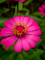 close up of pink flower
