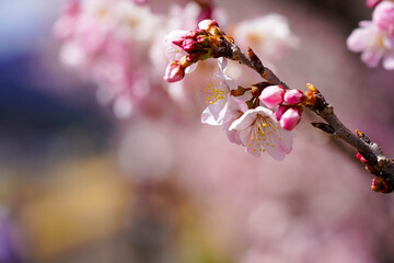 足柄の春を彩る春めき桜