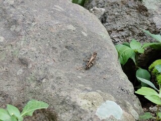 close up photo of a banded winged grasshopper on a dusty rock