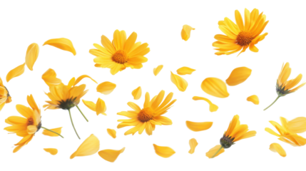 Yellow daisies flowers falling isolated on white background 