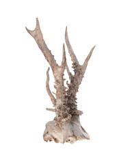 roe deer antlers isolated on white background
