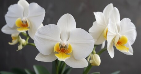 Fototapeta premium Delicate white orchid primrose with intricate yellow center, floral details , orchid species