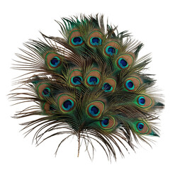 Fototapeta premium Vibrant Peacock Feathers Displaying Eye-Catching Patterns