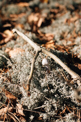 blue moss in autumn sunny forest