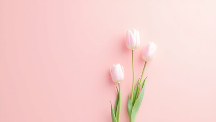 Fototapeta premium Title: Delicate Solitary Pink Tulips with Soft Velvety Petals