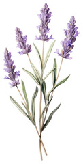 Naklejka premium PNG Lavender branch lavender illustration botanical.