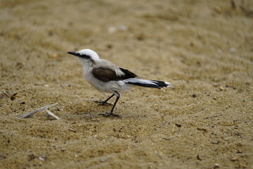 Masked water tyrant (Fluvicola nengeta) is a species of bird in the family Tyrannidae. Fortaleza Ceará, Brazil.