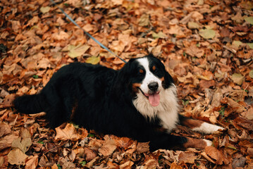 sweet bernese mountain dog in autumn