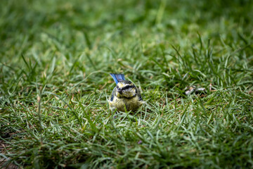 A juvenile blue tit on a lawn in the summer sunshine