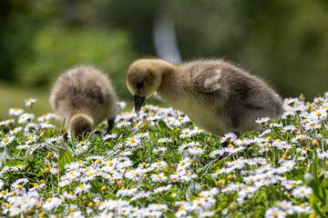 Goslings in the spring sunshine, pecking amongst daisies by a pond