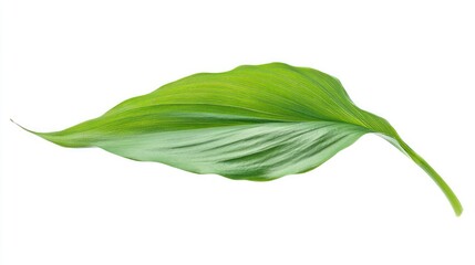 Fototapeta premium Single green leaf isolated on white background. (1)