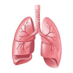Anatomical Illustration of Human Lungs and Trachea