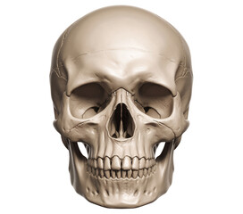 Obraz premium Realistic Human Skull Displayed in Neutral Position
