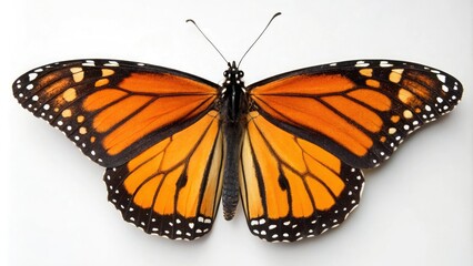 Fototapeta premium Close-up of beautiful butterfly's wings in isolation against a white background, delicate patterns, intricate designs, background, petal shapes