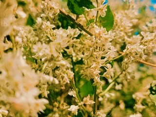 white flower in the garden . Spring memories
