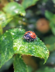 Fototapeta premium Charming watercolor ladybug perched on green leaf, elegant, lovely