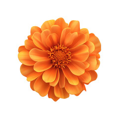 3D illustration of an orange marigold flower with detailed petals, showcasing a vibrant and realistic design perfect for floral and decorative concepts. Isolated on transparent background, png.