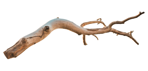 Curved Driftwood with Natural Grain Patterns and Texture