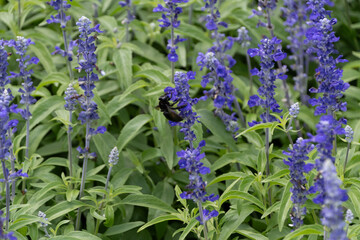 サルビアの花に集まる昆虫たち