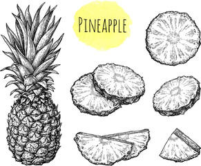 Pineapple ink sketch