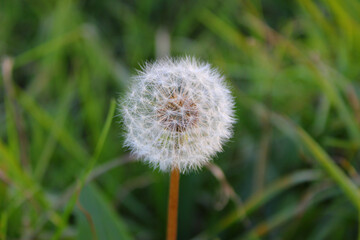 Taraxacum Pissenlit