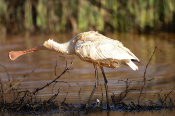 Spatule blanche (Platalea leucorodia) - 17/01/2025