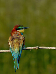 European Bee-eater sitting on a stick.