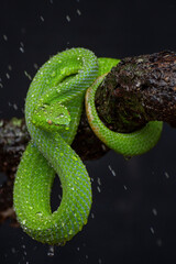 Green Viper snake in close up, part  2