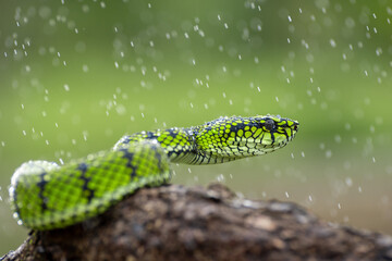 Green Viper snake in close up, part  5
