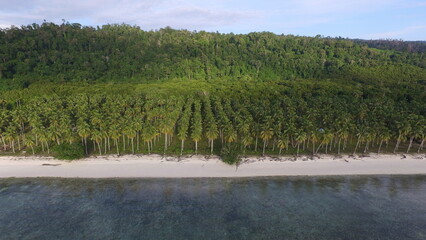 The coconut tree (Cocos nucifera) is a tropical palm tree renowned for its versatility, providing...