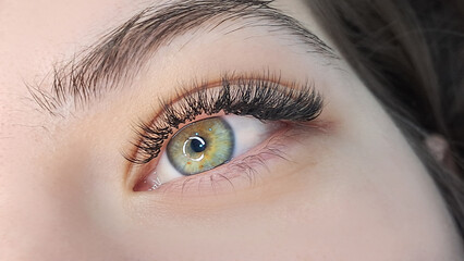 Obraz premium Close up of eye with eyelash extensions ,beauty salon treatment