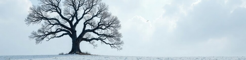 Bare branches of a big oak tree stretch towards grey sky, clouds, frozen, landscape