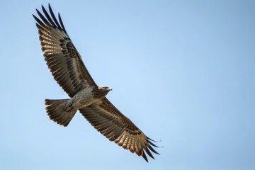 Obraz premium Bird in flight with wings spread wide, outdoor scene, white gese, bird in flight, wing movement