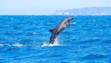 Fototapeta premium Graceful dolphin leaping in sparkling ocean coastline in background