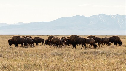 Majestic bison herd on Midwest plains with distant mountains