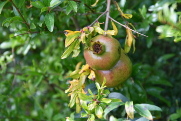 Granatapfel