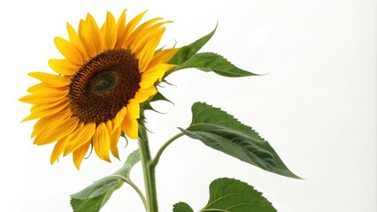 Big sunflower standing on a white background with bold outline, botanical art, big sunflower, natural scenery, bold outline