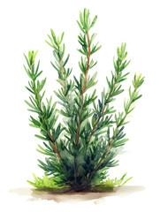 Fototapeta premium green plant isolated on white