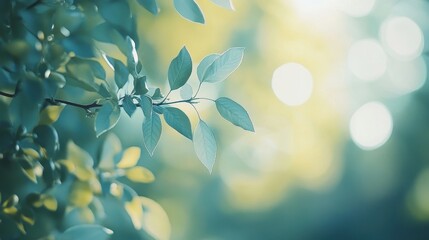 Soft bokeh lights in cool blues and greens, tranquil tones, minimal and calming design
