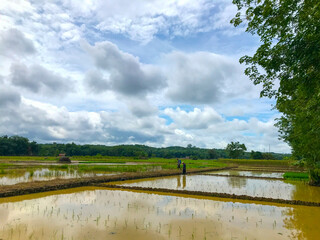 Muddy, freshly-plowed rice paddy field under a cloudy sky. Water pools in the furrows. Shows the...
