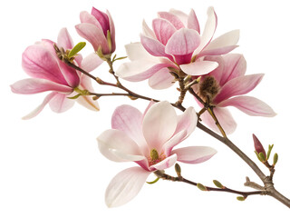 Obraz premium A photo featuring a branch of pink flowered magnolia