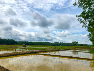 Muddy, freshly-plowed rice paddy field under a cloudy sky. Water pools in the furrows. Shows the...