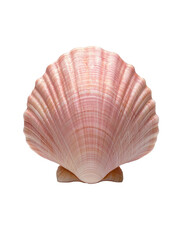 A soft pink seashell isolated on white or transparent background