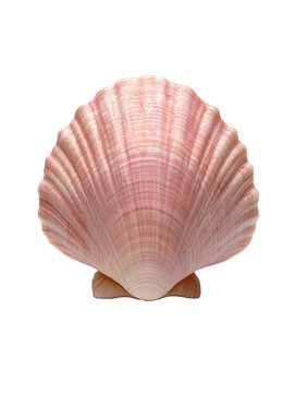 A soft pink seashell isolated on white or transparent background
