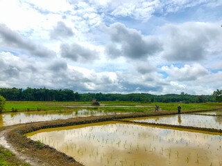 Muddy, freshly-plowed rice paddy field under a cloudy sky. Water pools in the furrows. Shows the...