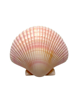 A soft pink seashell isolated on white or transparent background