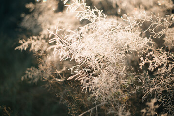 grass in the morning with frost