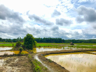 Muddy, freshly-plowed rice paddy field under a cloudy sky. Water pools in the furrows. Shows the...